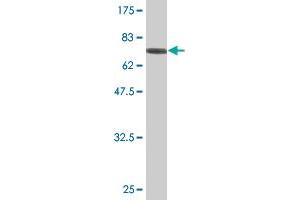 Western Blot detection against Immunogen (78. (Tensin 4 antibody  (AA 1-480))