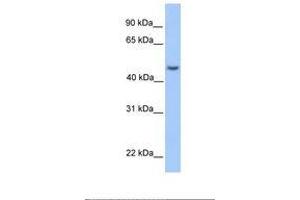 Image no. 1 for anti-Ankyrin Repeat and SOCS Box Containing 6 (ASB6) (AA 74-123) antibody (ABIN6738841) (ASB6 antibody  (AA 74-123))