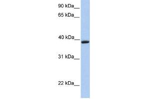 WB Suggested Anti-AQAntibody Titration:  0. (Aquaporin 10 antibody  (C-Term))