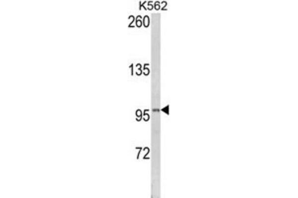 Lipin 2 antibody