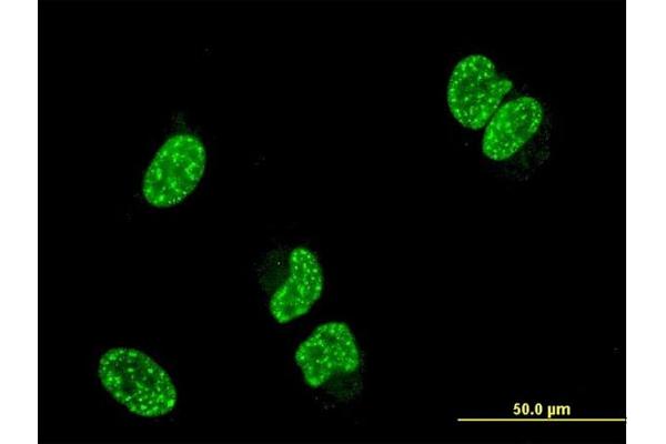 TP53RK antibody  (AA 154-253)