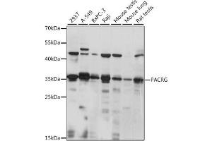 Western blot analysis of extracts of various cell lines, using PACRG antibody (ABIN7269176) at 1:1000 dilution. (PACRG antibody  (AA 150-250))