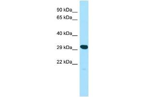 WB Suggested Anti-YIF1A Antibody Titration: 1. (YIF1A antibody  (N-Term))