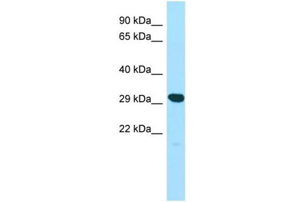 YIF1A Antikörper  (N-Term)