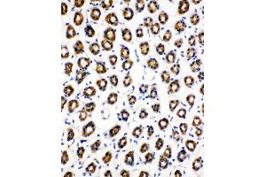 Anti-SDHC antibody, IHC(P) IHC(P): Rat Gaster Tissue