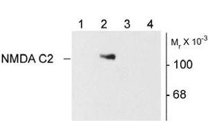 Image no. 2 for anti-Glutamate Receptor, Ionotropic, N-Methyl D-Aspartate 1 (GRIN1) (Variant C2) antibody (ABIN305688) (GRIN1/NMDAR1 antibody  (Variant C2))