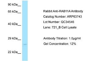 Western Blotting (WB) image for anti-RAB11A, Member RAS Oncogene Family (RAB11A) (C-Term) antibody (ABIN971509) (RAB11A antibody  (C-Term))