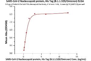 Immobilized Anti-SARS-CoV-2 Nucleocapsid Antibody, Chimeric mAb, Human IgG1 (AM223) at 1 μg/mL (100 μL/well) can bind SARS-CoV-2 Nucleocapsid protein, His Tag (B. (SARS-CoV-2 Nucleocapsid Protein (SARS-CoV-2 N) (B.1.1.529 - Omicron) (His tag))