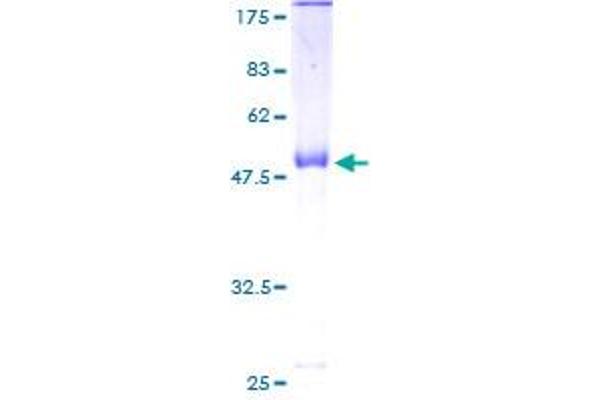 MRPL12 Protein (AA 1-198) (GST tag)