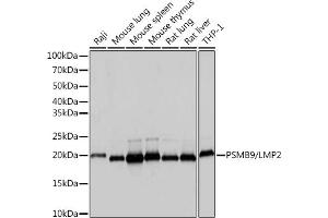Western blot analysis of extracts of various cell lines, using PSMB9/LMP2 Rabbit mAb (ABIN7269596) at 1:1000 dilution. (PSMB9 antibody)