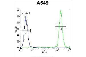 Flow cytometric analysis of A549 cells (right histogram) compared to a negative control cell (left histogram). (TRIM9 antibody  (C-Term))