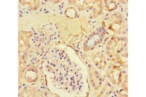 Immunohistochemistry of paraffin-embedded human kidney tissue using ABIN7176259 at dilution of 1:100