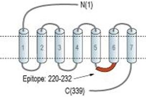 Representative domain view of the target of ABIN7043149.