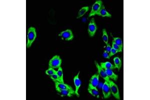 Immunofluorescent analysis of HepG2 cells using ABIN7163916 at dilution of 1:100 and Alexa Fluor 488-congugated AffiniPure Goat Anti-Rabbit IgG(H+L) (KCNK1 antibody  (AA 268-336))