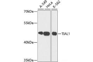 Western blot analysis of extracts of various cell lines using TIAL1 Polyclonal Antibody at dilution of 1:3000. (TIAL1 antibody)