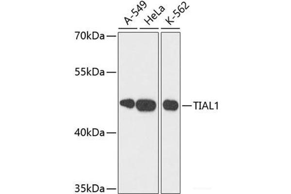 TIAL1 Antikörper