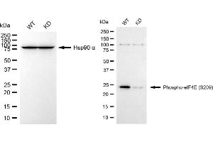 Western blotting analysis using phospho-eIF4E (S209) antibody (ABIN7798529).
