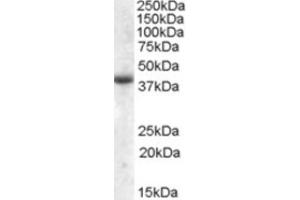 Western Blotting (WB) image for anti-Apolipoprotein L, 6 (APOL6) (Internal Region) antibody (ABIN2464269) (APOL6 antibody  (Internal Region))