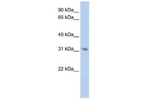 MPG antibody used at 1 ug/ml to detect target protein. (MPG antibody  (Middle Region))
