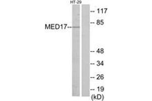 Western blot analysis of extracts from HT-29 cells, using MED17 Antibody. (MED17 antibody  (AA 141-190))