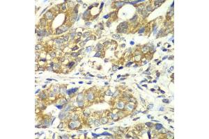 DLST antibody  (AA 1-290)