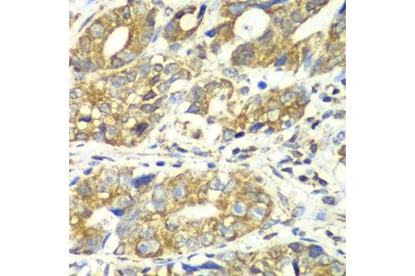 DLST antibody  (AA 1-290)
