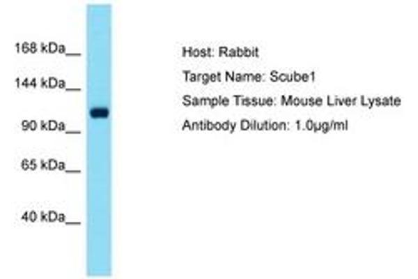 SCUBE1 antibody  (AA 518-567)