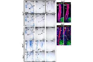 In situ hybridization (ISH) image for anti-COL1A2/COL1A1 antibody (ABIN5596819)