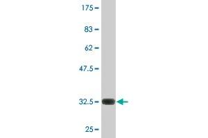 Western Blot detection against Immunogen (32. (PAR1 antibody  (AA 42-102))