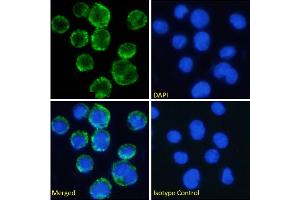 Immunofluorescence staining of fixed U937 cells with anti-CD11c antibody N418. (Recombinant CD11c antibody)