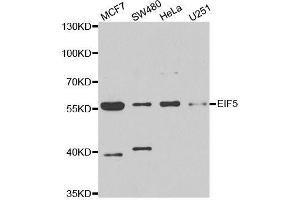 Western blot analysis of extracts of various cell lines, using EIF5 antibody.