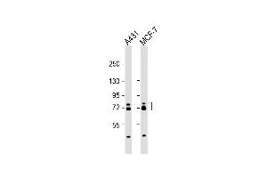 All lanes : Anti-ESRP1 Antibody (N-term) at 1:2000 dilution Lane 1: A431 whole cell lysate Lane 2: MCF-7 whole cell lysate Lysates/proteins at 20 μg per lane. (ESRP1 antibody  (AA 182-211))