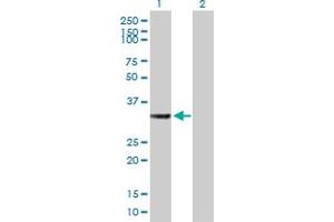 Western Blot analysis of HSD17B7 expression in transfected 293T cell line by HSD17B7 MaxPab polyclonal antibody.