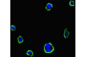 Immunofluorescent analysis of HepG2 cells using ABIN7153118 at dilution of 1:100 and Alexa Fluor 488-congugated AffiniPure Goat Anti-Rabbit IgG(H+L) (Formin-Like 3 antibody  (AA 2-212))