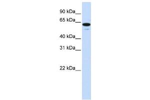 Western Blotting (WB) image for anti-Zinc Finger Protein 655 (ZNF655) antibody (ABIN2458443) (ZNF655 antibody)