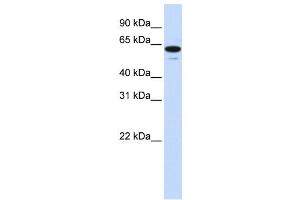 Western Blotting (WB) image for anti-Zinc Finger Protein 655 (ZNF655) antibody (ABIN2458443)