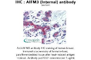 Image no. 1 for anti-Apoptosis-Inducing Factor, Mitochondrion-Associated, 3 (AIFM3) (Internal Region) antibody (ABIN1731630) (AIFM3 antibody  (Internal Region))