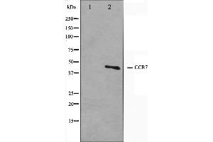 Western blot analysis on COS7 cell lysate using CCR7 Antibody. (CCR7 antibody)