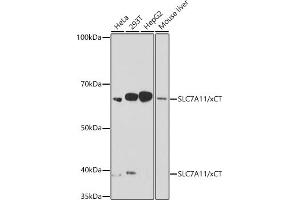 Western blot analysis of extracts of various cell lines, using SLC7/xCT antibody (ABIN7270482) at 1:1000 dilution. (SLC7A11 antibody)