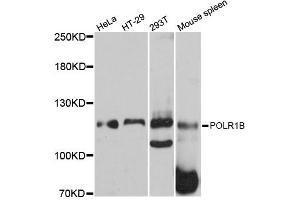 Western blot analysis of extracts of various cell lines, using POLR1B antibody. (POLR1B antibody)