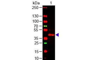 Western Blotting (WB) image for anti-Transient Receptor Potential Cation Channel, Subfamily C, Member 6 (TRPC6) (C-Term) antibody (ABIN964697)