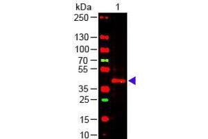 Western Blot of Mouse anti-TRPC6 Antibody Lane 1: Mouse Kidney WCL Load: 10 µg per lane Primary antibody: TRPC6 Antibody at 1:1000 for overnight at 4°C Secondary antibody: 649 donkey anti-mouse at 1:20,000 for 30 min at RT Block: ABIN925618 for 30 min at RT (TRPC6 antibody  (C-Term))