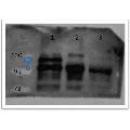 anti-Catenin, beta (CATNB) (C-Term) antibody