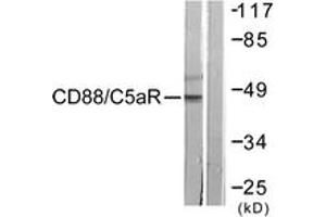 Western blot analysis of extracts from HeLa cells, treated with PMA 125ng/ml 30', using CD88/C5aR (Ab-338) Antibody. (C5AR1 antibody  (AA 301-350))