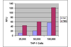 Human Monocytic THP-1 Adhesion to HUVEC Monolayer. (CytoSelect™ 96-well Leukocyte-endothelium Adhesion Kit)