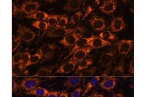 Immunofluorescence analysis of C6 cells using ACAA2 Polyclonal Antibody at dilution of 1:100. (ACAA2 antibody)