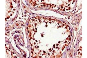 Immunohistochemistry of paraffin-embedded human testis tissue using ABIN7148328 at dilution of 1:100 (C1QTNF9B antibody  (AA 2-192))