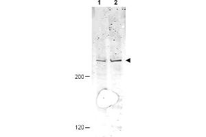 Image no. 1 for anti-Anaphase Promoting Complex Subunit 1 (ANAPC1) (AA 373-382), (pSer377) antibody (ABIN401307) (APC1 antibody  (pSer377))
