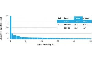 Analysis of Protein Array containing more than 19,000 full-length human proteins using Chromogranin A (CHGA) Mouse Monoclonal Antibody (CHGA/413) Z- and S- Score: The Z-score represents the strength of a signal that a monoclonal antibody (MAb) (in combination with a fluorescently-tagged anti-IgG secondary antibody) produces when binding to a particular protein on the HuProtTM array. (Chromogranin A antibody)