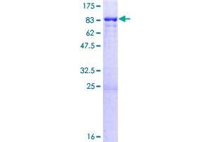 PPP1R16B Protein (AA 1-567) (GST tag)